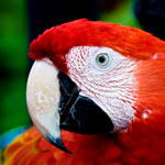 red macaw