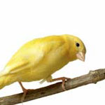 Song canary