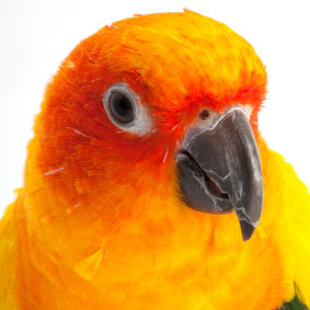 Sun Conure