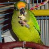 Nelly the peach-fronted conure perches and eats a popcorn Nutri-Berrie