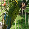 yellow-naped macaw named Mutt grasps side of wire cage outdoors