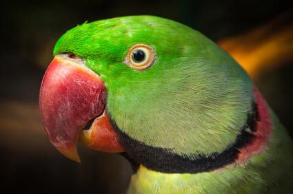 parrot with blown pupil