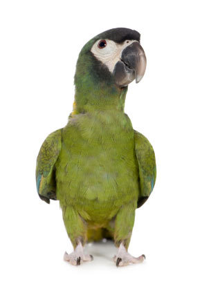 mini macaw, yellow collared macaw, macaw parrot