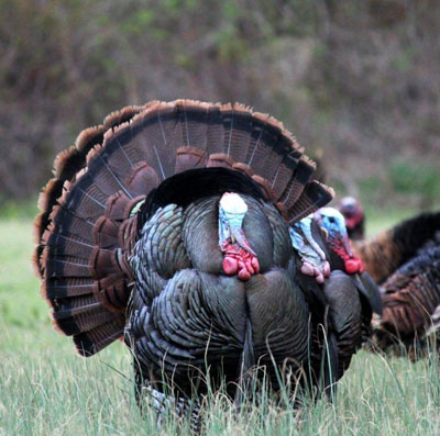 wild turkeys