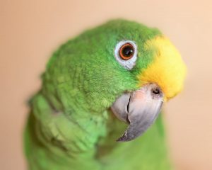 yellow crown amazon parrot