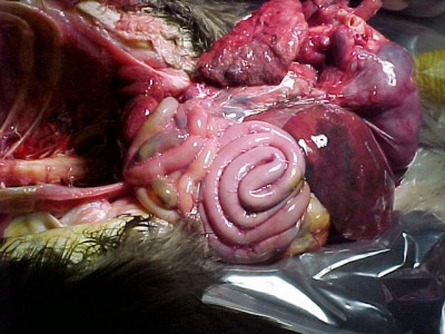 Image de nécropsie macroscopique illustrant le tractus intestinal chez un Pygargue à tête blanche