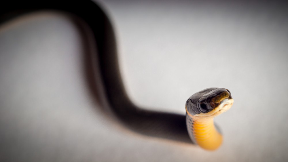 Although intimidating to some veterinary professionals, most snakes are relatively easy to handle and restrain