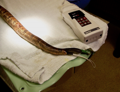 Snake with a small, flat reflectance probe placed within the cloaca. Maintaining a constant, proper position can be a challenge with “rectal probes” and frequent adjustments to assure adequate tissue contact are often necessary.