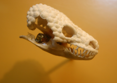 Crâne d’un monstre de Gila