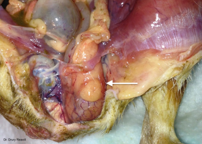 Gross image of the testicle in a mature boar