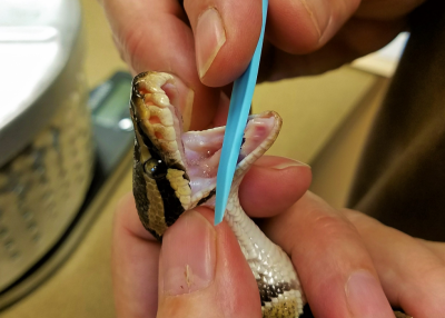 Utilisation d’un spéculum buccal chez un python royal
