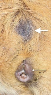 Caudal gland (large arrow) and perineum (small arrow) in a male guinea pig 