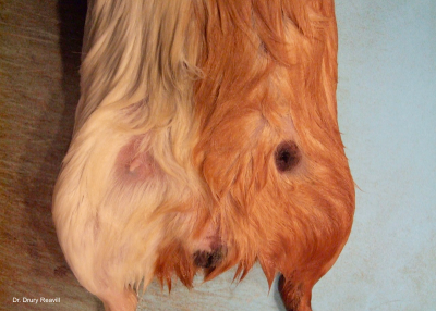 Both male and female guinea pigs possess a single pair of inguinal mammary glands