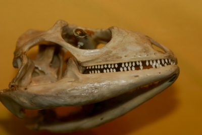 Vue latérale du crâne d’un iguane vert illustrant le bord tranchant denticulé