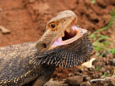 Like many lizards, bearded dragon teeth are a simple, uniform cone shape