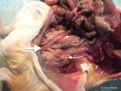 Gross view of the uterine horns and body