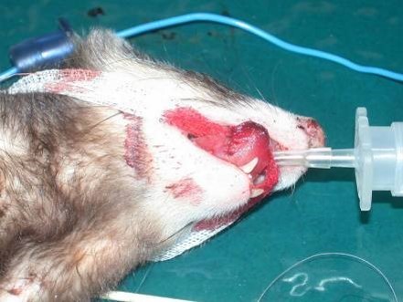Ferret in which a clip-style pulse oximeter probe was left on for an extended period