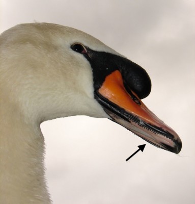 White swan aussiegall arrow