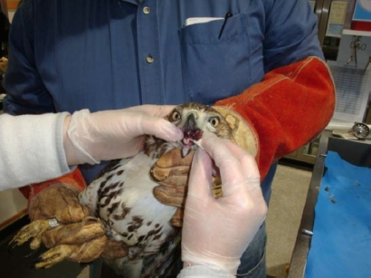 Assist feeding a hawk chopped, moistened pieces of whole prey