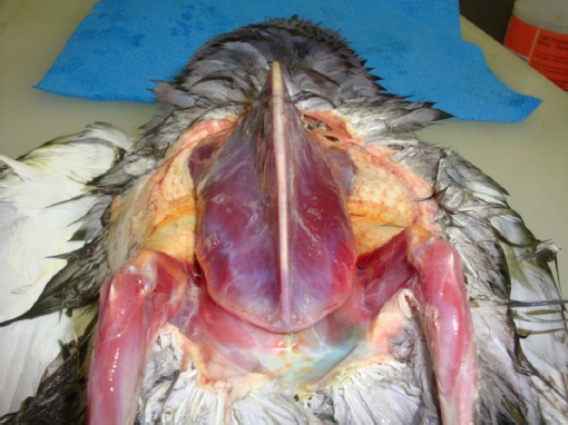 Emaciation (BCS 1) in a first-year red-tailed hawk 