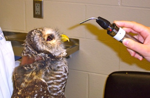 Transilluminator to evaluate the eye of a barred owl