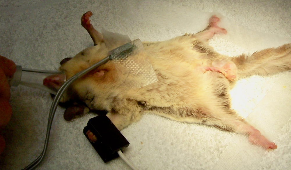 A sugar glider with a small clip pulse oximeter probe and a Doppler ultrasound probe attached