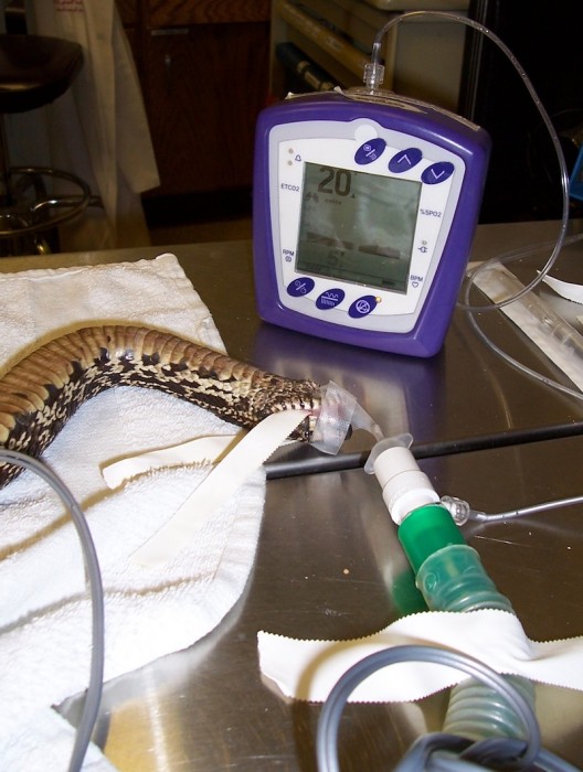 Snake with a side-stream capnograph and Doppler attached