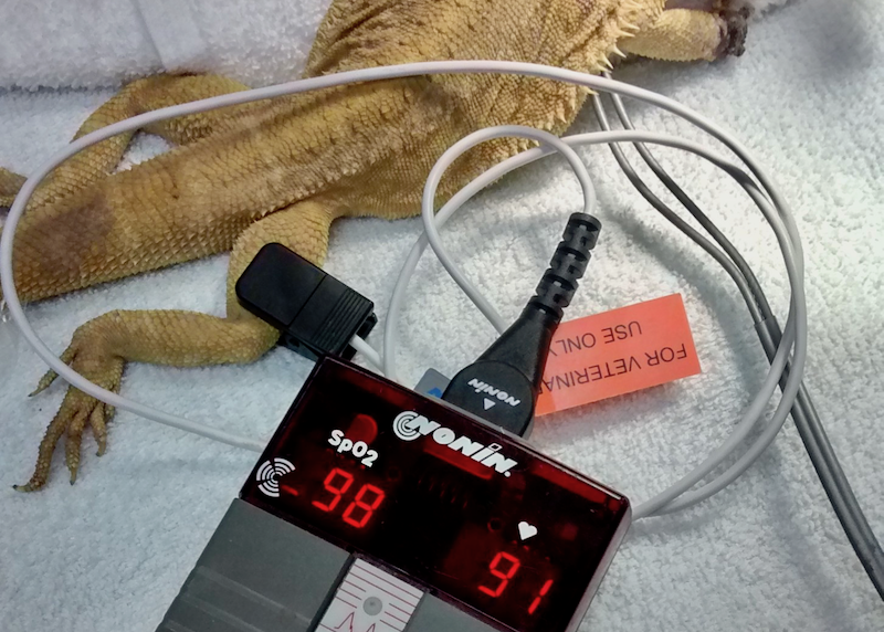 Bearded dragon with the pulse oximetry probe clipped to the thigh. The monitor gives an accurate heart rate of 91 bpm, and a saturation reading of 98%. 