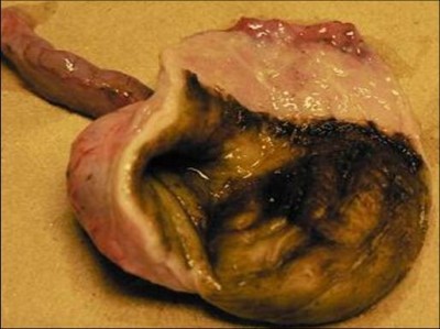 Sección transversal del estómago en un búho cornudo