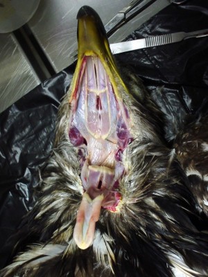 Imagen macroscópica de la orofaringe de un águila calva americana