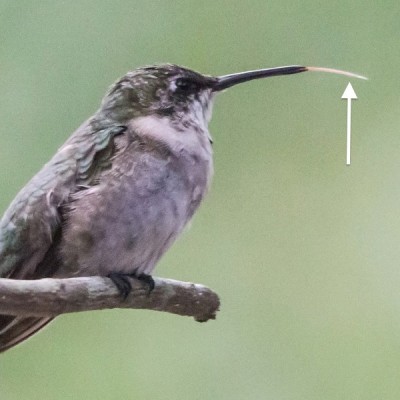 Hummingbirds possess tubular tongues (arrow).