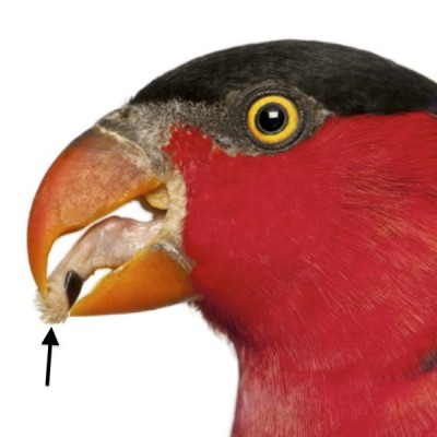 Lories, lorikeets, and swift parrots are called “brush tongue” parrots because of the papillate tip (arrow) on their muscular tongues.