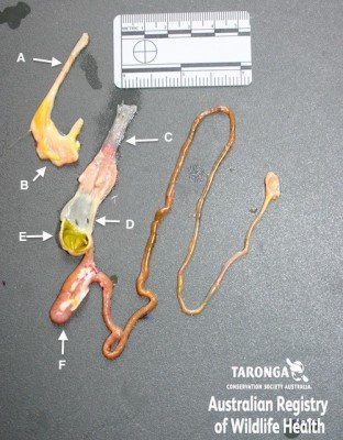 Gross anatomy of the gastrointestinal tract from a rainbow lorikeet