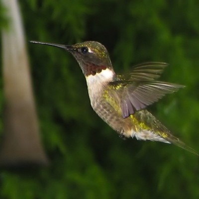 This 3-4 gram ruby-throated hummingbird has among the highest metabolic rates known