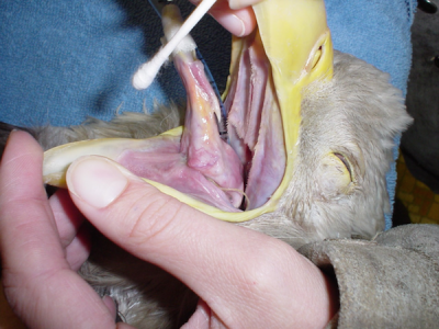 Backward-pointing papillae on the roof of the oropharynx in a bald eagle
