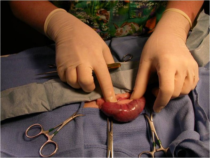 Extraction chirurgicale d’un corps étranger chez un furet (Mustela putorious furo)