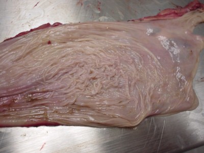 Vue rapprochée de la surface muqueuse du proventricule chez un Pygargue à tête blanche