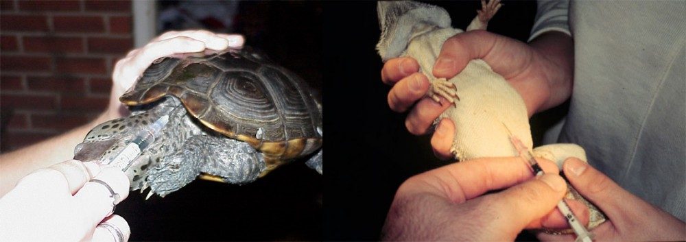 Venipuncture in turtle and lizrd