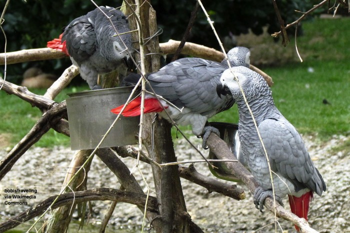 grey parrots Sylvan Heights bobistraveling