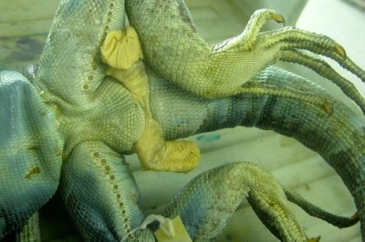 iguana hemipenes