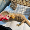 Bearded Dragon