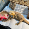 Bearded Dragon