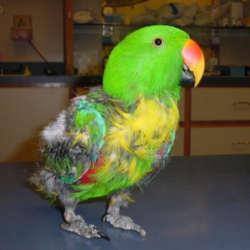 Eclectus FDB Echols