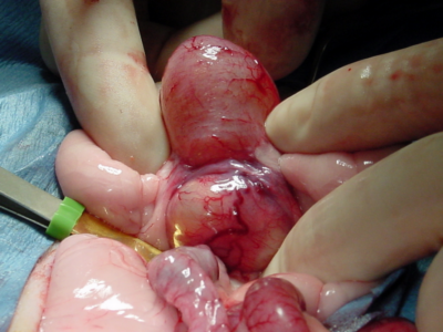 Cystic prostatic hyperplasia in a ferret. Photo credit: Dr. Peter Fisher