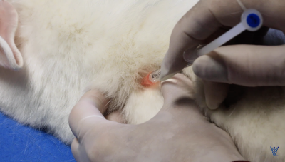 Introduce the needle perpendicular to the epaxial muscle mass