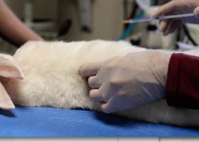 Identify anatomic landmarks to confirm the location of the epaxial musculature