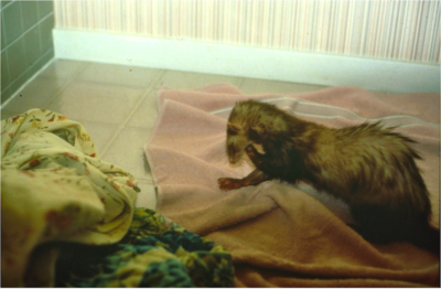 Pawing vigorously at the mouth can be a sign of nausea in the ferret