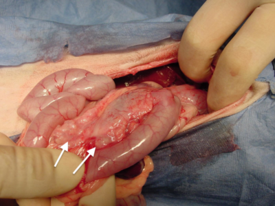 Pancreatic nodules in a ferret. Photo credit: Dr. M. Scott Echols