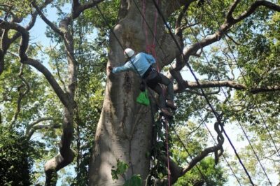 climbing nests Ometepe