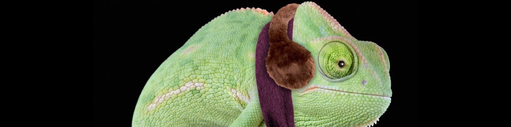 Chameleon with ear muffs